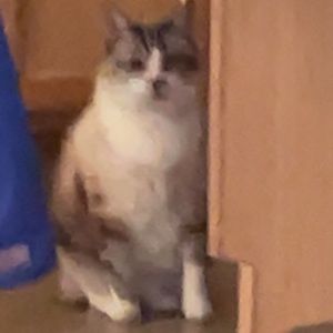 Meet your Posher, Madi